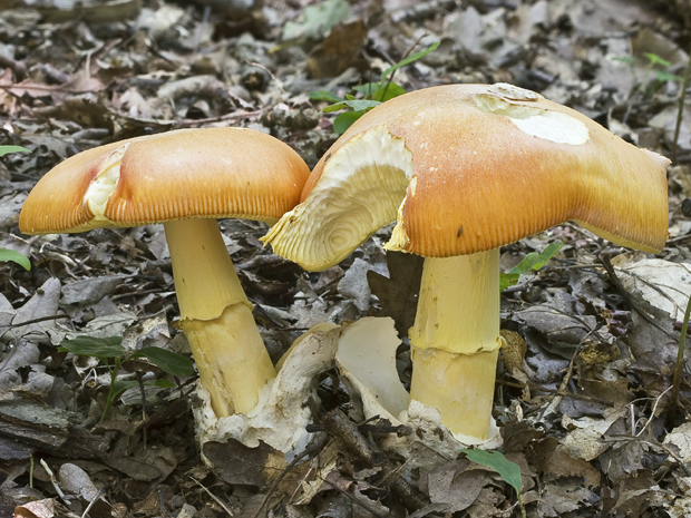 muchotrávka cisárska Amanita caesarea (Scop.) Pers.