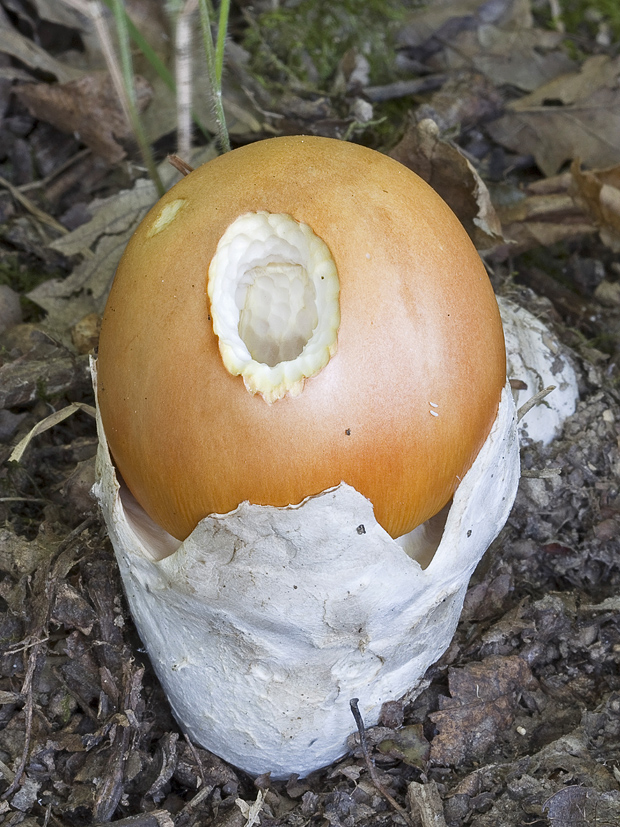 muchotrávka cisárska Amanita caesarea (Scop.) Pers.