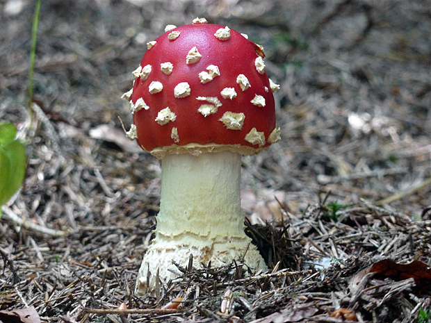 muchotrávka červená Amanita muscaria (L.) Lam.