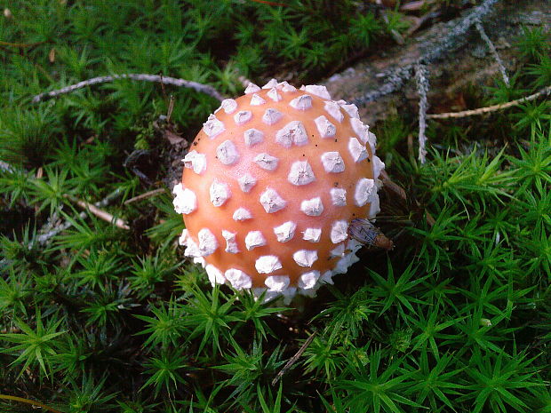 muchotrávka červená Amanita muscaria (L.) Lam.