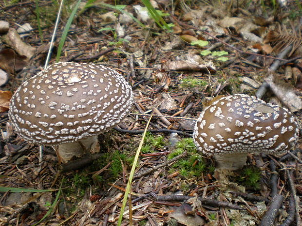 muchotrávka tigrovaná Amanita pantherina (DC.) Krombh.