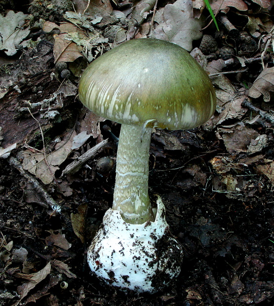 muchotrávka zelená  Amanita phalloides  (Vaill. ex Fr.) Link