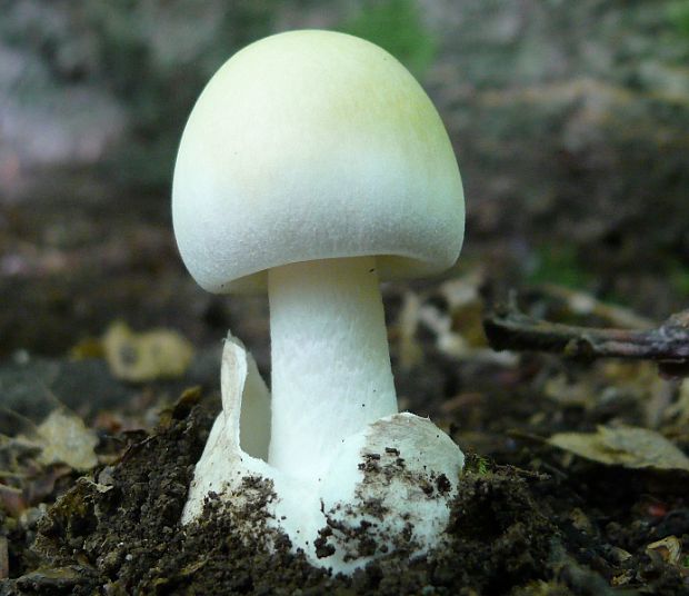 muchotrávka zelená Amanita phalloides (Vaill. ex Fr.) Link