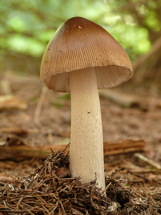 muchotrávka pošvatá Amanita vaginata (Bull.) Lam.