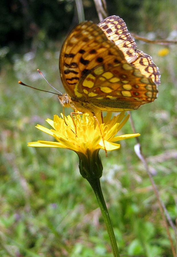 perlovec fialkový Argynnis adippe