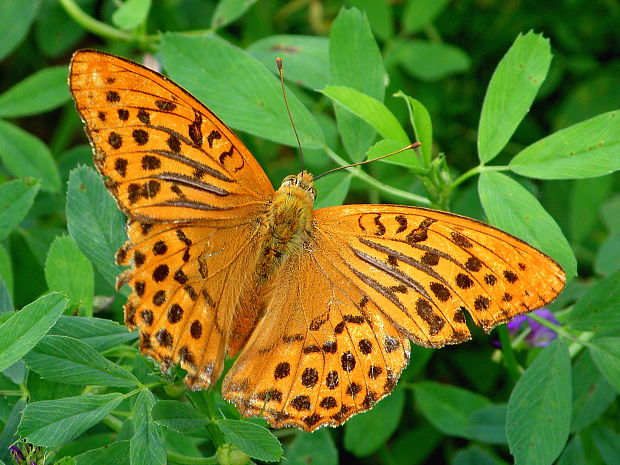 perlovec striebristopásavý  Argynnis paphia