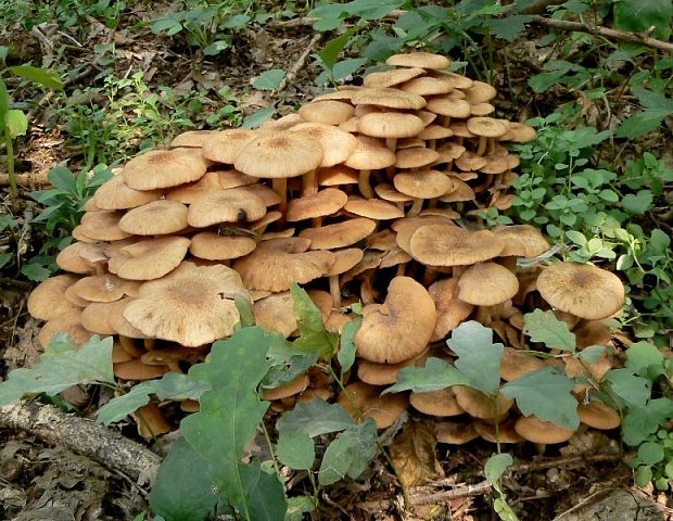 podpňovka bezprsteňová Armillaria socialis (DC.) Fayod