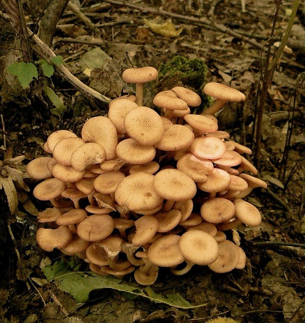 podpňovka bezprsteňová Armillaria socialis (DC.) Fayod