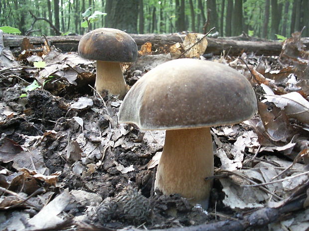 hríb bronzový  Boletus aereus Bull. ex Fr.