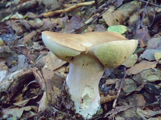 hríb smrekový Boletus edulis Bull.