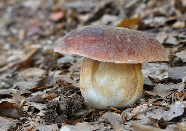 hríb sosnový Boletus pinophilus Pil. et Dermek in Pil.