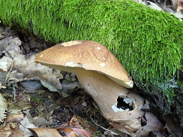 hríb dubový Boletus reticulatus Schaeff.