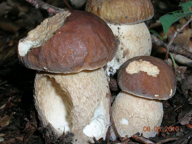 hríb dubový Boletus reticulatus Schaeff.