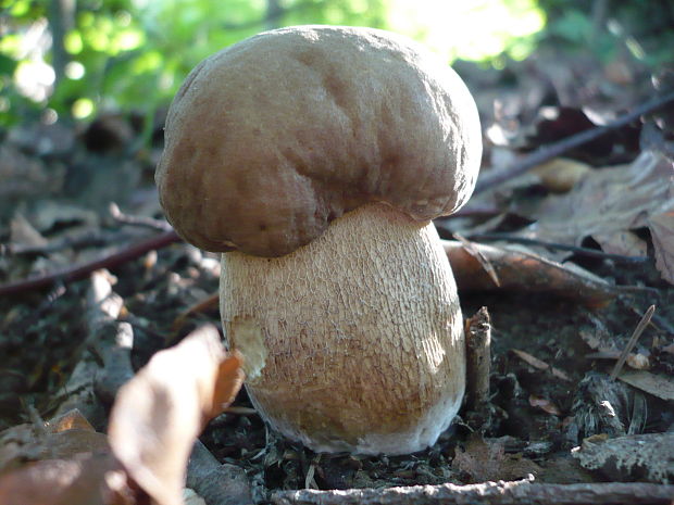 hríb dubový Boletus reticulatus Schaeff.