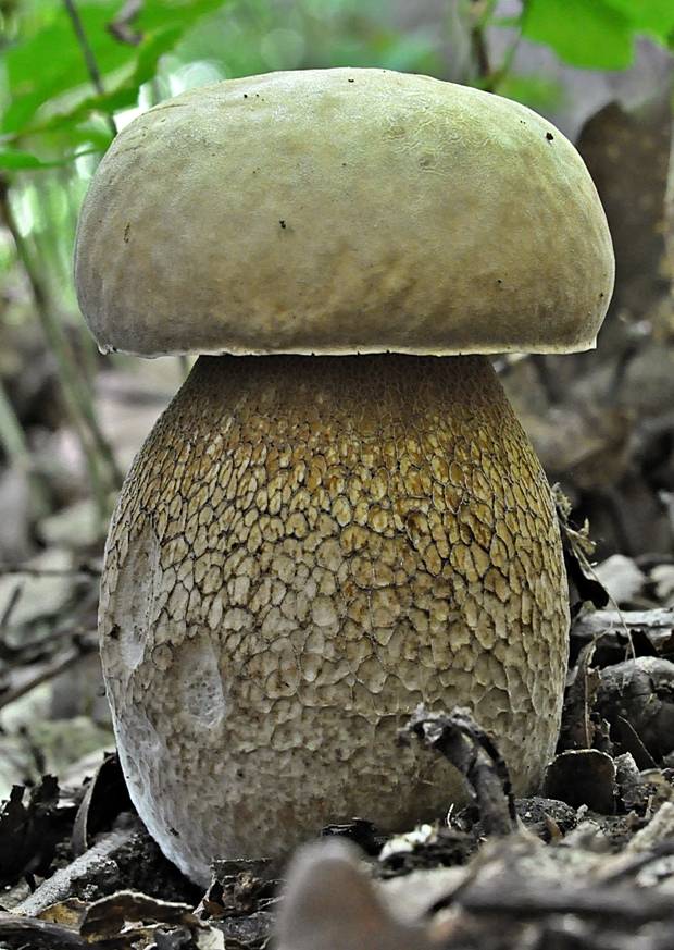 hríb dubový Boletus reticulatus Schaeff.