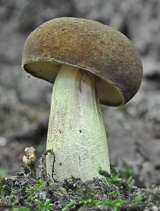 suchohríb plstnatý Boletus subtomentosus L.