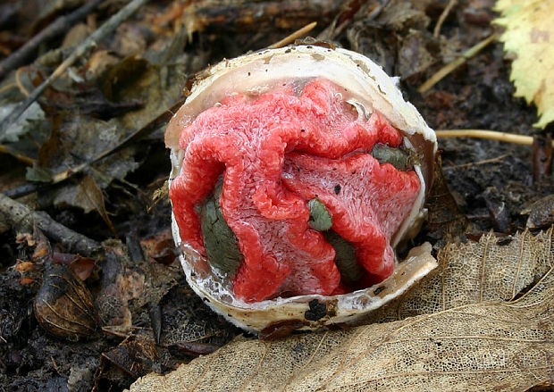 mrežovka kvetovitá Clathrus archeri (Berk.) Dring