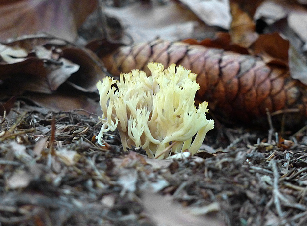 konárovka hrebenitá Clavulina coralloides (L.) J. Schröt.