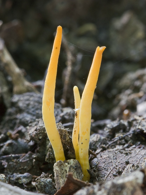 pakonárovka Clavulinopsis sp.