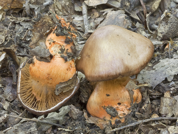 pavučinovec Bulliardov? Cortinarius bulliardii?