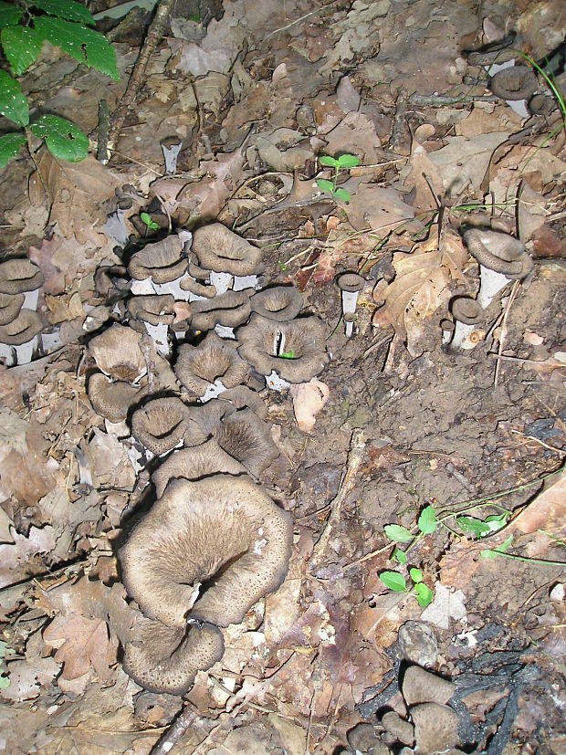 lievik trúbkovitý Craterellus cornucopioides (L.) Pers.