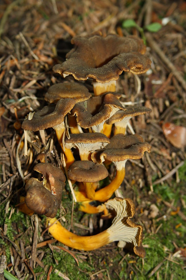 kuriatko lievikovité Craterellus tubaeformis (Fr.) Quél.