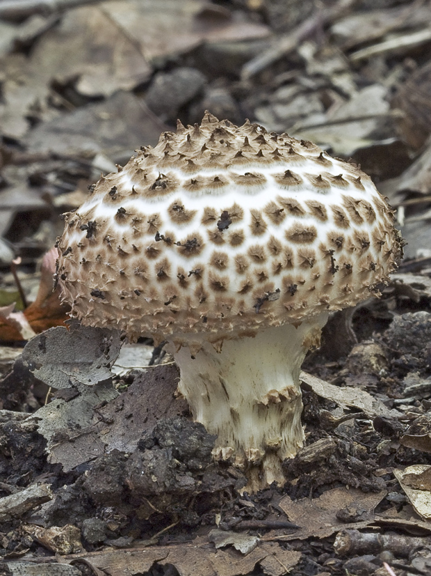 bedlička bodľavá? Echinoderma perplexum (Knudsen) Bon