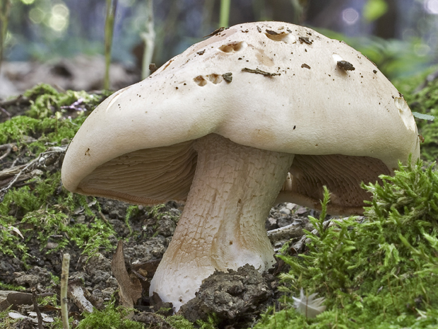 hodvábnica veľká? Entoloma sinuatum (Bull.) P. Kumm.