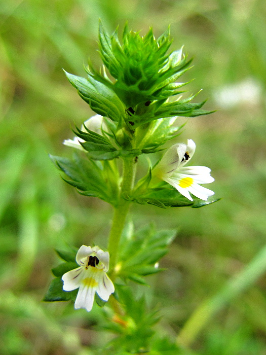 očianka Euphrasia sp.