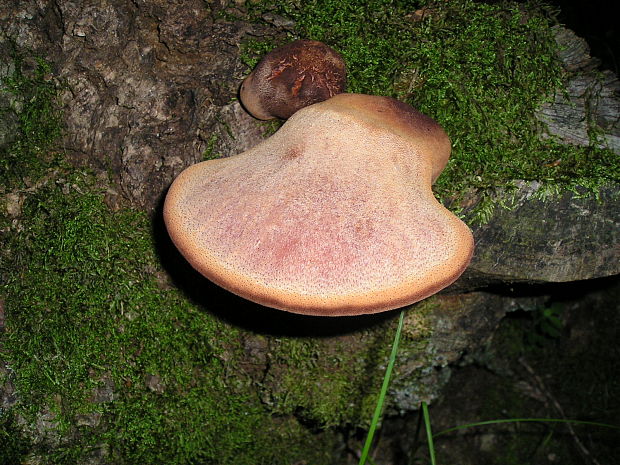 pečeňovec dubový Fistulina hepatica (Schaeff.) With.