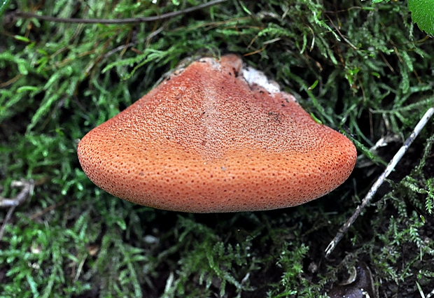 pečeňovec dubový Fistulina hepatica (Schaeff.) With.