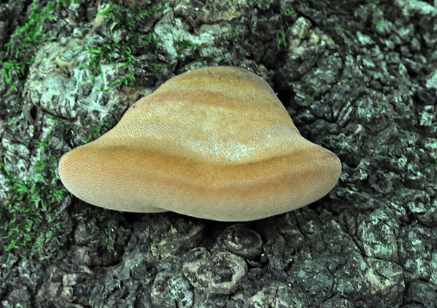 pečeňovec dubový Fistulina hepatica (Schaeff.) With.