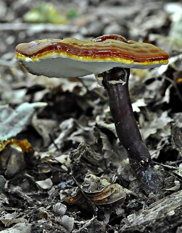 lesklokôrovka obyčajná Ganoderma lucidum (Curtis) P. Karst.