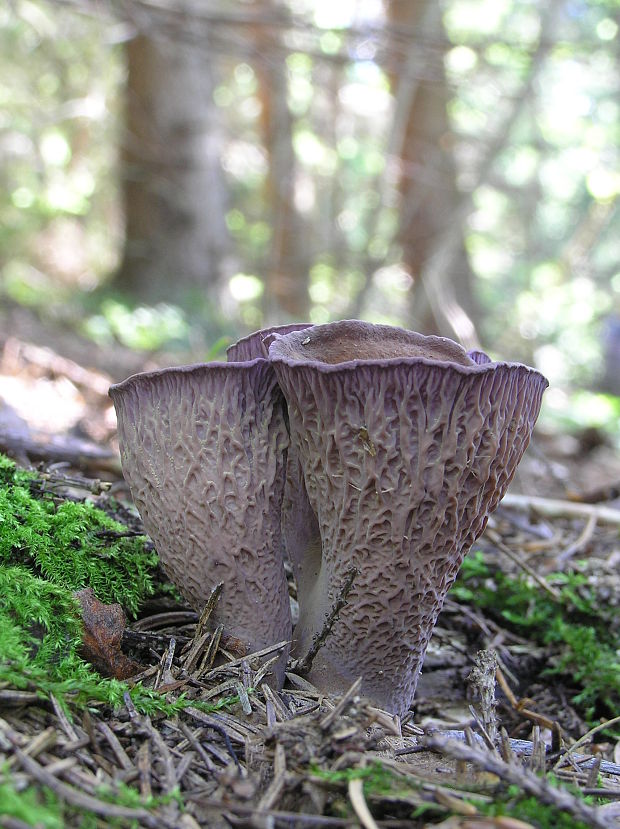 lievikovec kyjakovitý Gomphus clavatus (Pers.) Gray