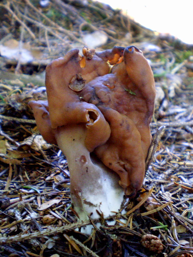 ušiak mitrovitý Gyromitra infula (Schaeff.) Quél.