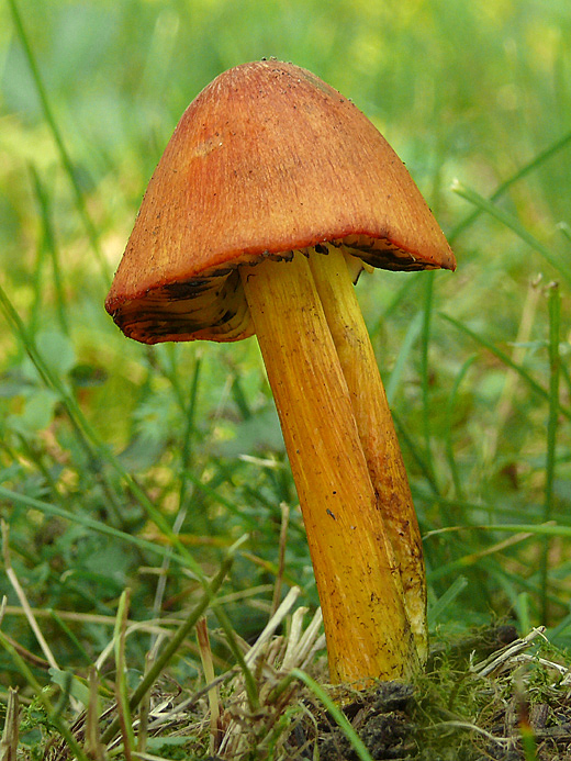 lúčnica kužeľovitá Hygrocybe conica (Schaeff.) P. Kumm.