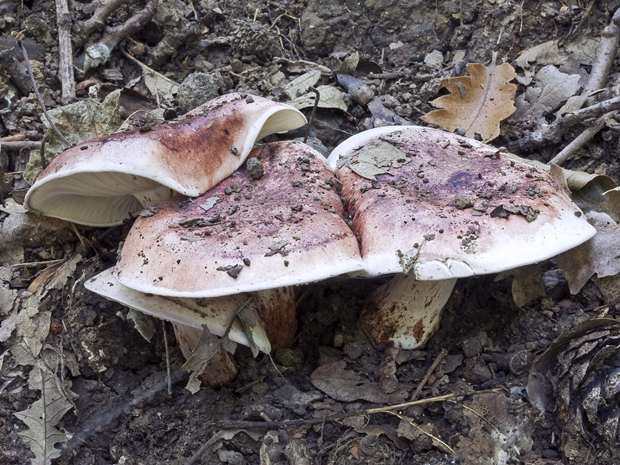 šťavnačka plávkovitá Hygrophorus russula (Schaeff.) Kauffman