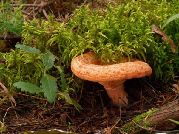 rýdzik pravý Lactarius deliciosus (L.) Gray