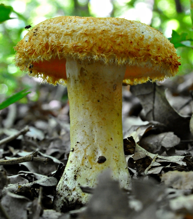 rýdzik chĺpkatý Lactarius pubescens (Fr.) Fr.