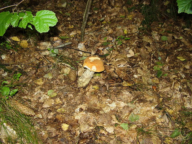 kozák osikový Leccinum albostipitatum den Bakker & Noordel.