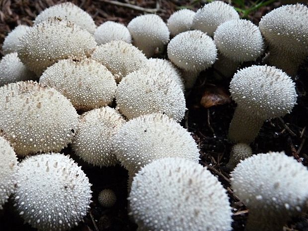 prášnica bradavičnatá Lycoperdon perlatum Pers.