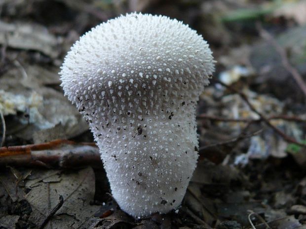 prášnica bradavičnatá Lycoperdon perlatum Pers.