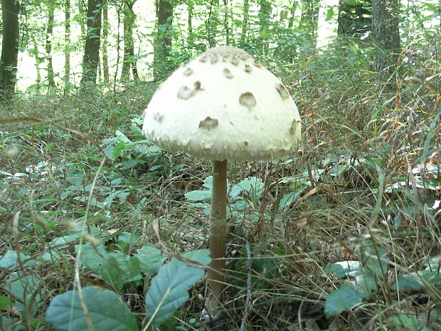 bedľa vysoká Macrolepiota procera (Scop.) Singer