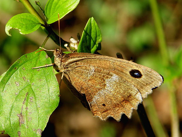 očkáň ovsíkový Minois dryas