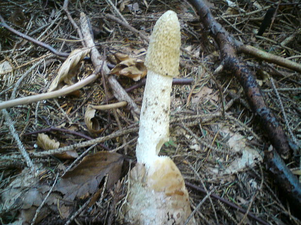 hadovka smradľavá Phallus impudicus L.