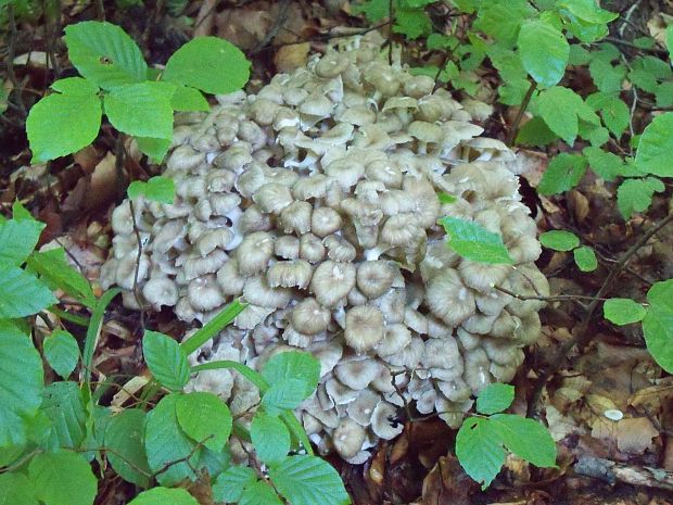 trúdnik klobúčkatý Polyporus umbellatus (Pers.) Fr.