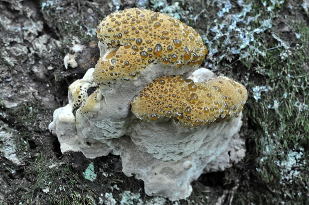 ryšavec slziaci Pseudoinonotus dryadeus (Pers.) T. Wagner & M. Fisch.