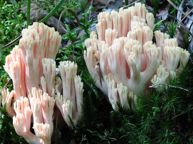 strapačka lososovoružová Ramaria subbotrytis (Coker) Corner