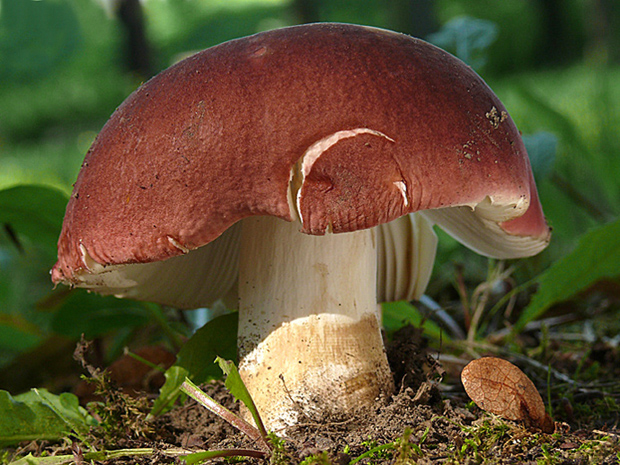 plávka Russula sp.