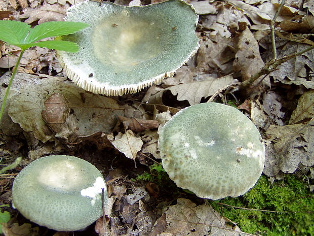 plávka zelenkastá Russula virescens (Schaeff.) Fr.